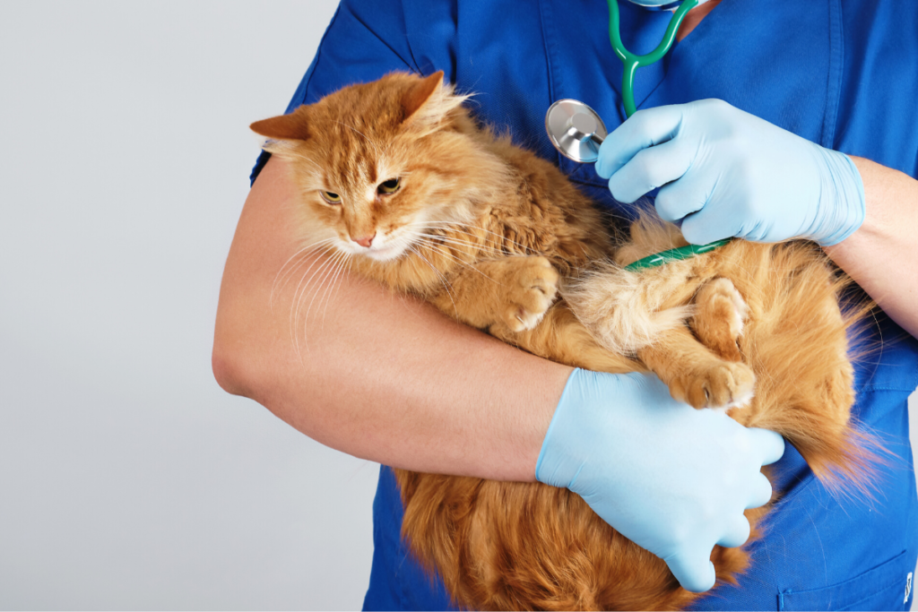 Finding a Treatment for Feline FIP
